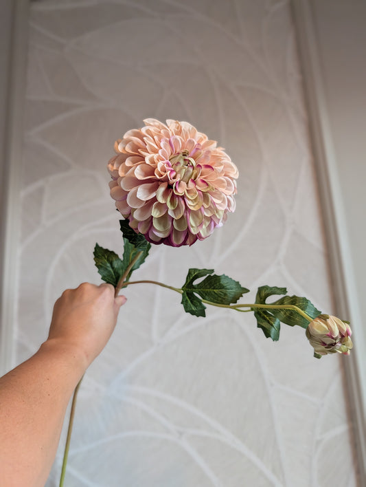 Dahlia | Blush |