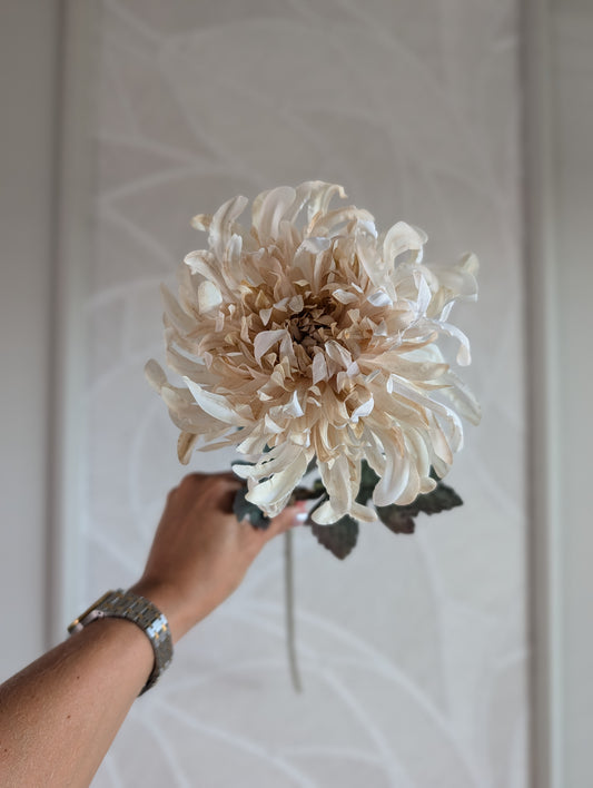 Spidermum | Chrysant | 60cm |