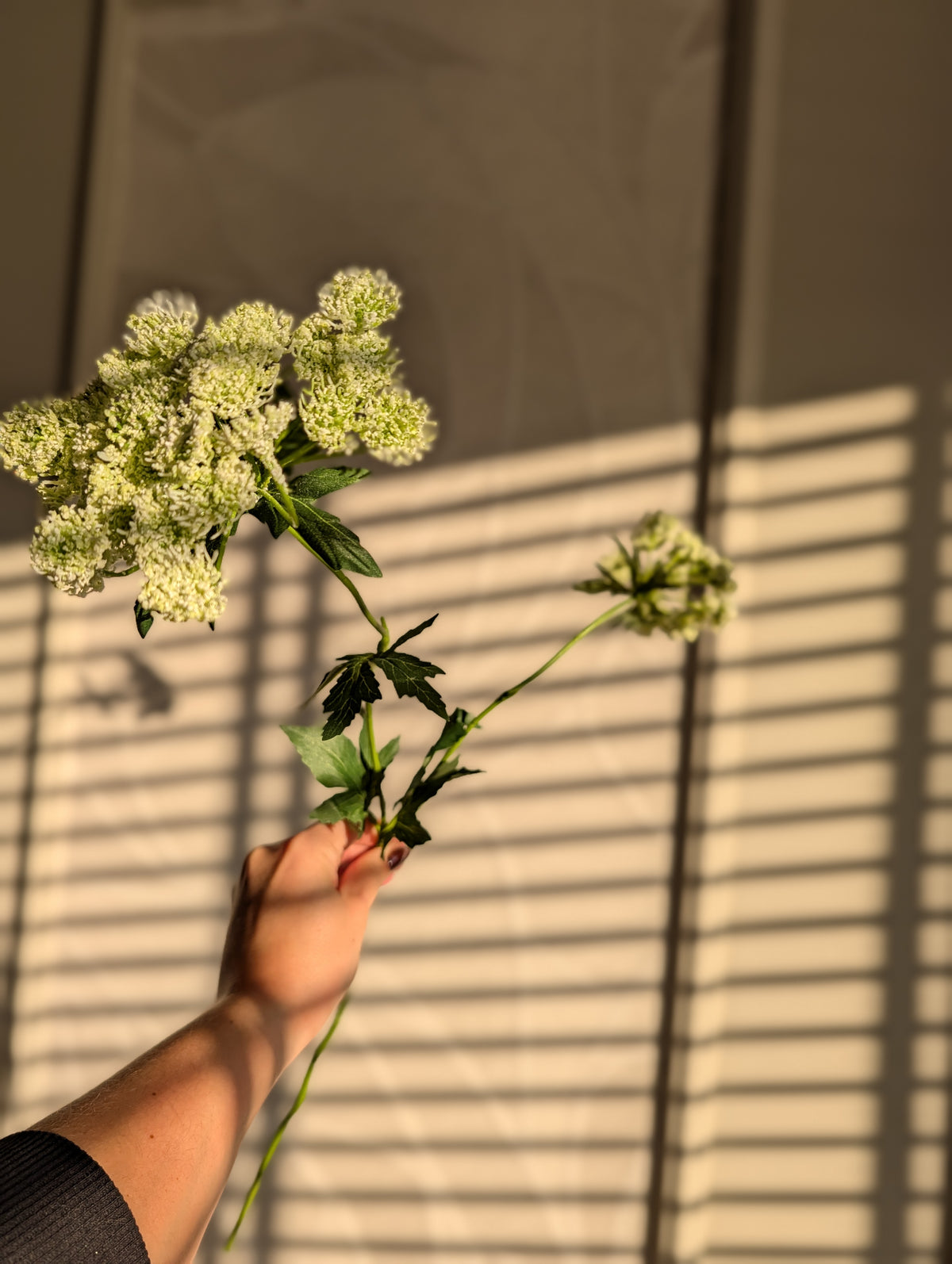 Schermbloem | 78cm |
