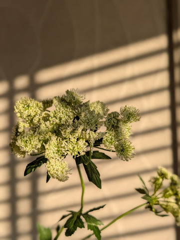 Schermbloem | 78cm |