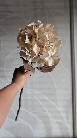 Herfst Hortensia | 65cm |