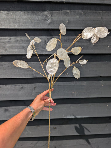 Lunaria| Parelmoer | 88cm |