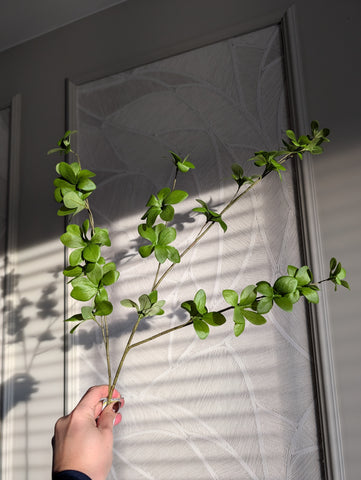 Tak | Bucida | 96cm |