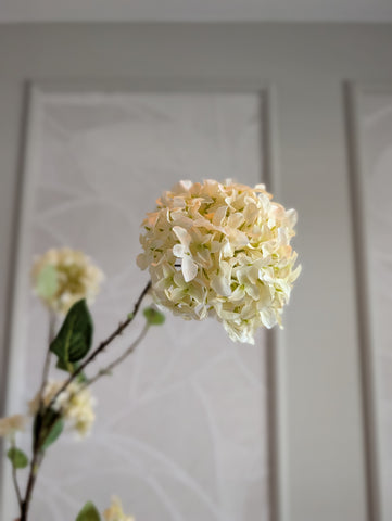 Sneeuwbal | Hydrangea | 130cm |