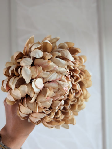 Autumn | Chrysant|