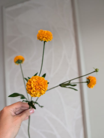 Oranje | Pompoms | 50cm |