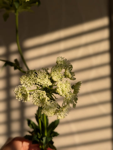 Schermbloem | 78cm |
