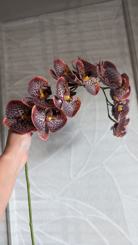 Phalaenopsis | 111cm |