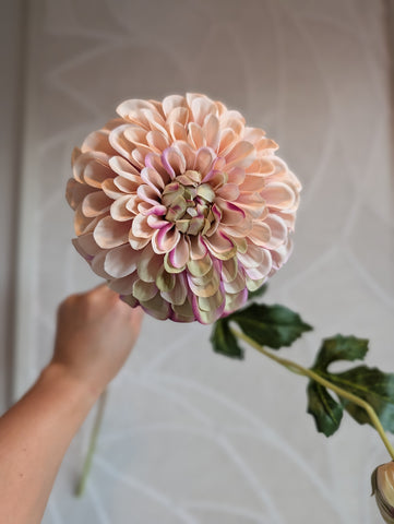 Dahlia | Blush |