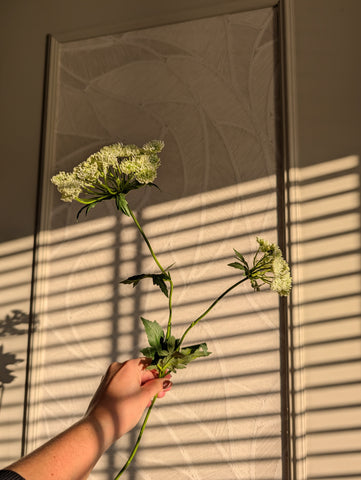 Schermbloem | 78cm |