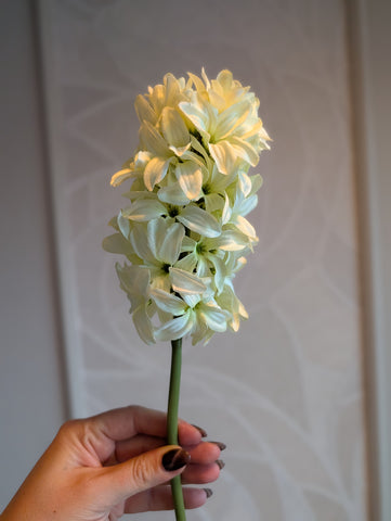 Hyacint | Boeketje | Creme | 40cm |